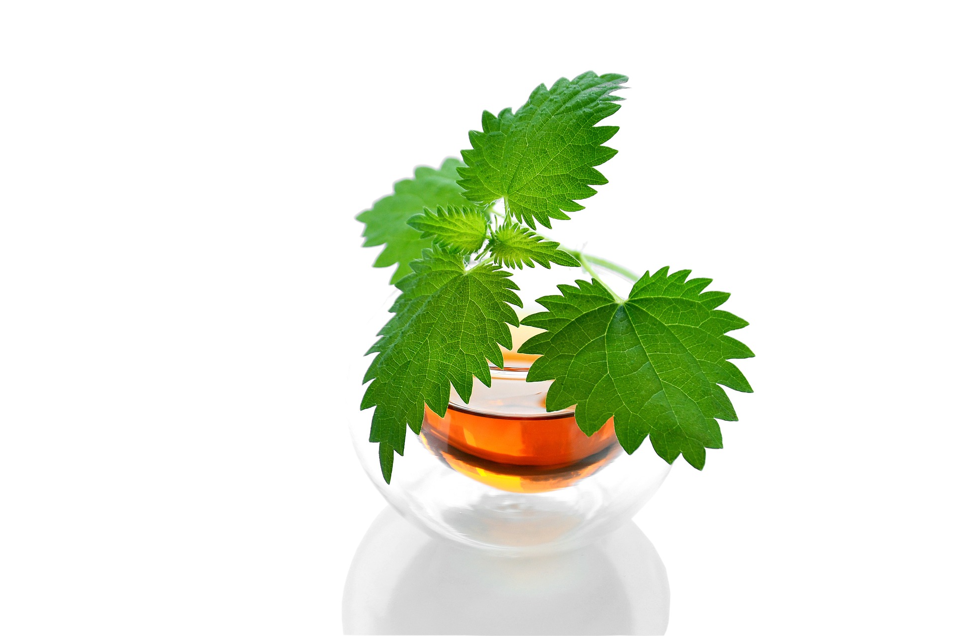 veterinary western herbal medicine: nettle tea