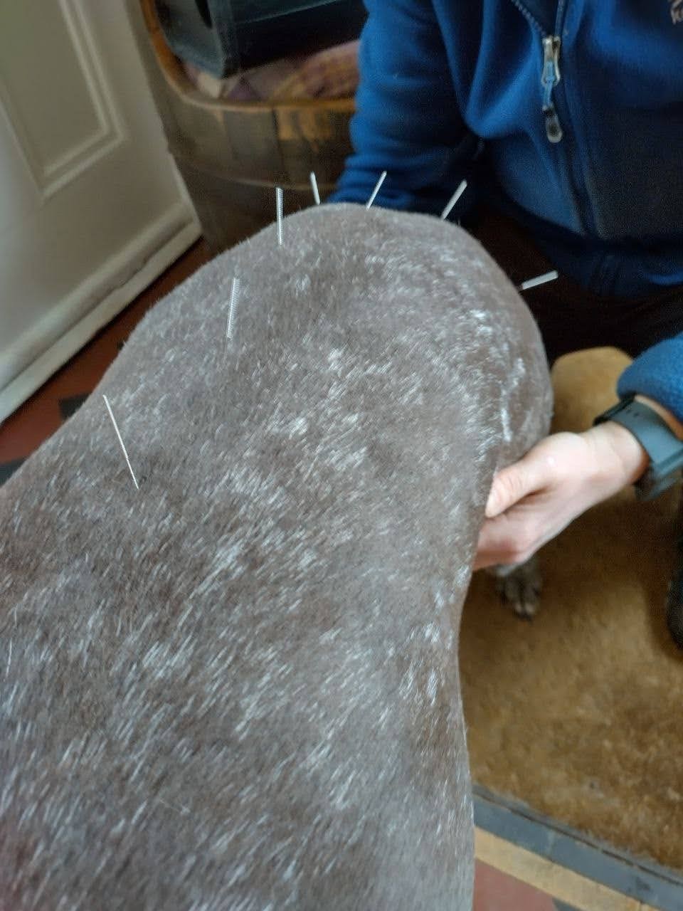 Acupuncture for dogs - Jess